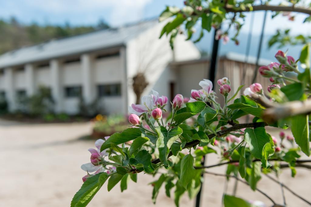 Agritur La Dolce Mela Villa Vezzano Exterior foto